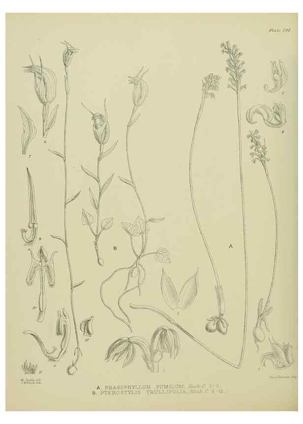 Reproducción/Reproduction 23579723249: Illustrations of the New Zealand flora /. Wellington :John Mackay, Govt. Printer,1914.