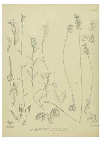 Reproducción/Reproduction 23579723249: Illustrations of the New Zealand flora /. Wellington :John Mackay, Govt. Printer,1914.