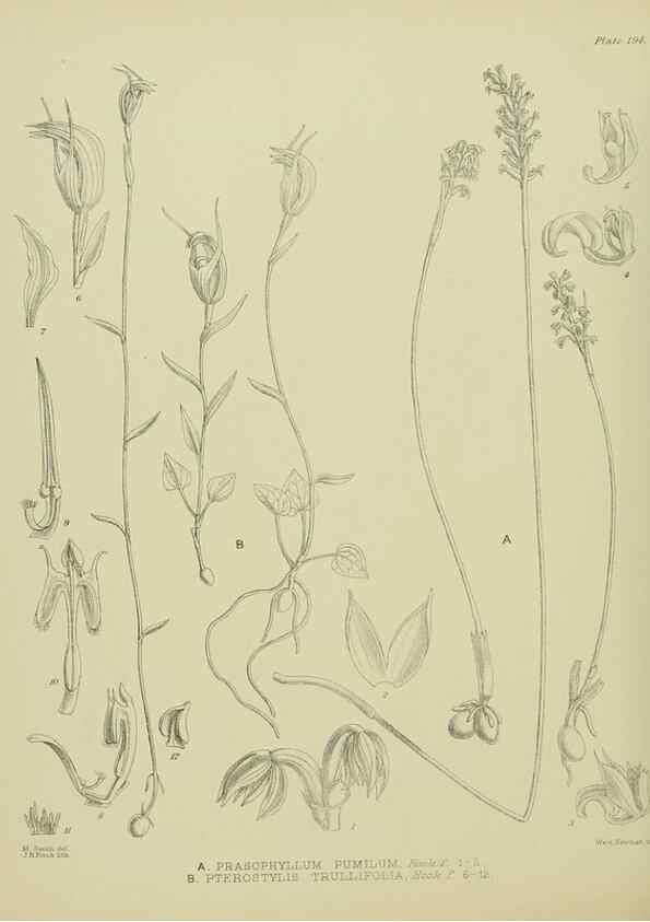 Reproducción/Reproduction 23579723249: Illustrations of the New Zealand flora /. Wellington :John Mackay, Govt. Printer,1914.