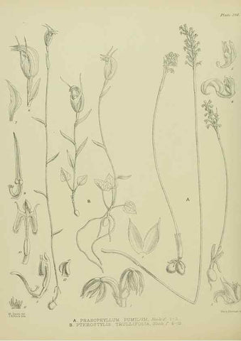 Reproducción/Reproduction 23579723249: Illustrations of the New Zealand flora /. Wellington :John Mackay, Govt. Printer,1914.