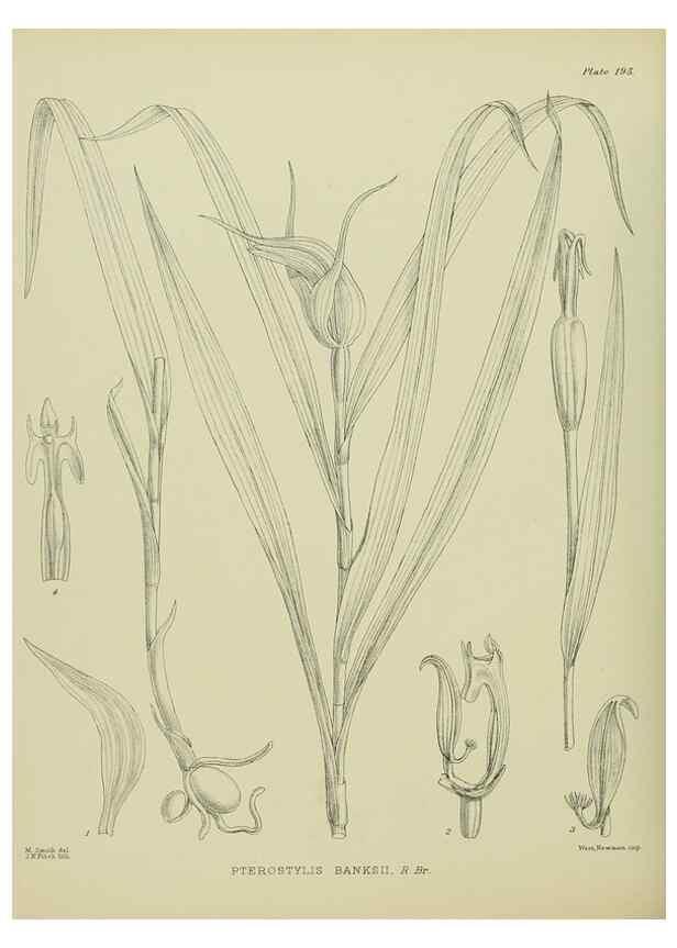 Reproducción/Reproduction 23320818193: Illustrations of the New Zealand flora /. Wellington :John Mackay, Govt. Printer,1914.