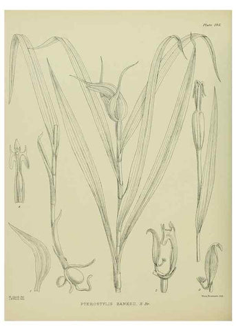 Reproducción/Reproduction 23320818193: Illustrations of the New Zealand flora /. Wellington :John Mackay, Govt. Printer,1914.