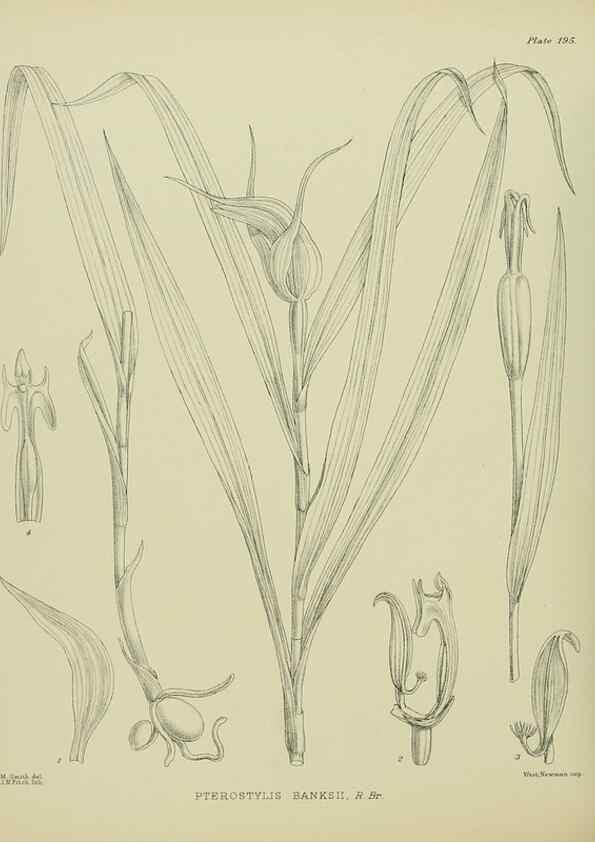 Reproducción/Reproduction 23320818193: Illustrations of the New Zealand flora /. Wellington :John Mackay, Govt. Printer,1914.