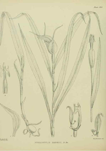 Reproducción/Reproduction 23320818193: Illustrations of the New Zealand flora /. Wellington :John Mackay, Govt. Printer,1914.