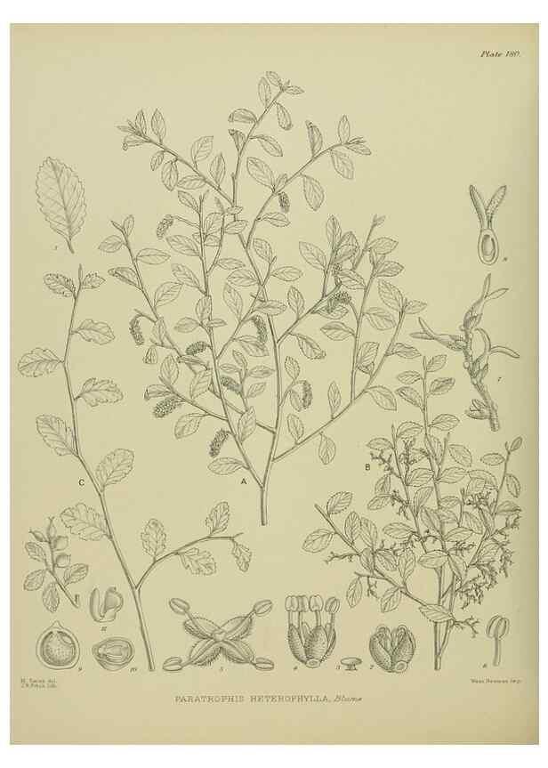 Reproducción/Reproduction 23319326384: Illustrations of the New Zealand flora /. Wellington :John Mackay, Govt. Printer,1914.