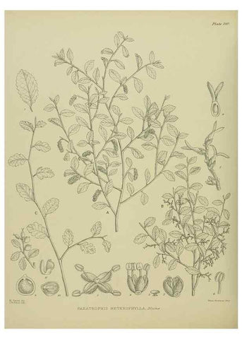 Reproducción/Reproduction 23319326384: Illustrations of the New Zealand flora /. Wellington :John Mackay, Govt. Printer,1914.