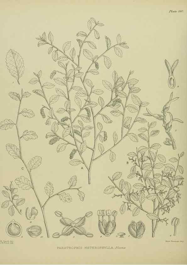 Reproducción/Reproduction 23319326384: Illustrations of the New Zealand flora /. Wellington :John Mackay, Govt. Printer,1914.