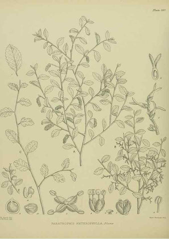 Reproducción/Reproduction 23319326384: Illustrations of the New Zealand flora /. Wellington :John Mackay, Govt. Printer,1914.
