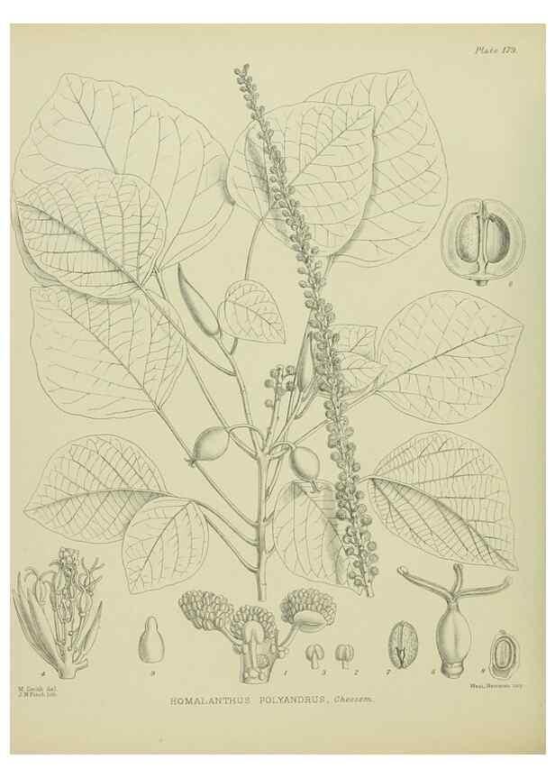 Reproducción/Reproduction 23839295452: Illustrations of the New Zealand flora /. Wellington :John Mackay, Govt. Printer,1914.