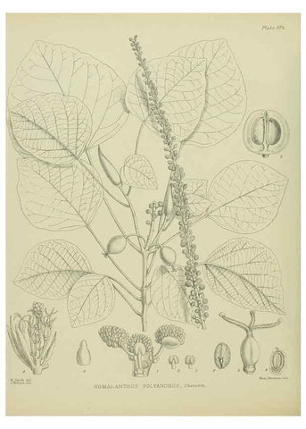 Reproducción/Reproduction 23839295452: Illustrations of the New Zealand flora /. Wellington :John Mackay, Govt. Printer,1914.