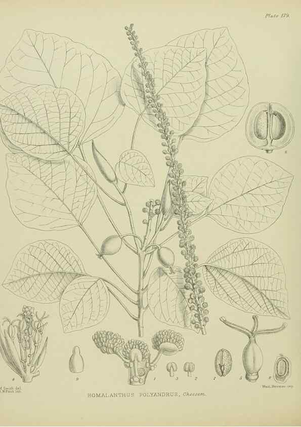 Reproducción/Reproduction 23839295452: Illustrations of the New Zealand flora /. Wellington :John Mackay, Govt. Printer,1914.