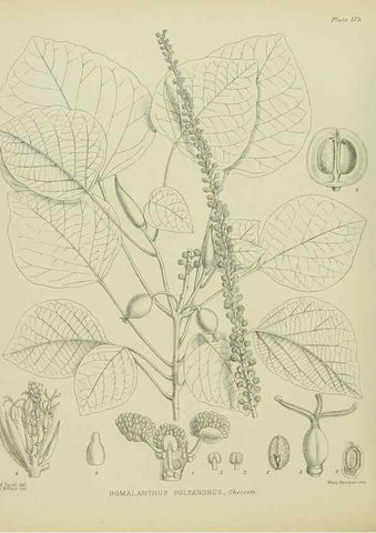 Reproducción/Reproduction 23839295452: Illustrations of the New Zealand flora /. Wellington :John Mackay, Govt. Printer,1914.