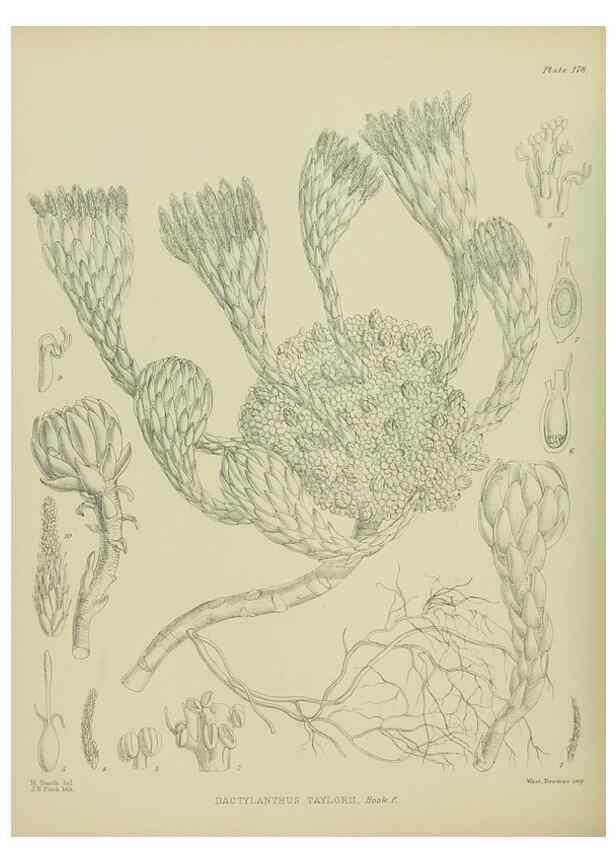 Reproducción/Reproduction 23319321574: Illustrations of the New Zealand flora /. Wellington :John Mackay, Govt. Printer,1914.