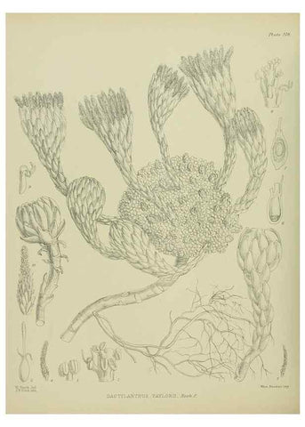 Reproducción/Reproduction 23319321574: Illustrations of the New Zealand flora /. Wellington :John Mackay, Govt. Printer,1914.