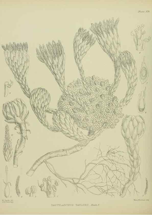 Reproducción/Reproduction 23319321574: Illustrations of the New Zealand flora /. Wellington :John Mackay, Govt. Printer,1914.
