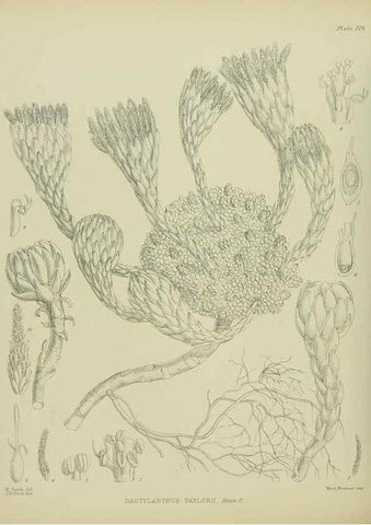 Reproducción/Reproduction 23319321574: Illustrations of the New Zealand flora /. Wellington :John Mackay, Govt. Printer,1914.