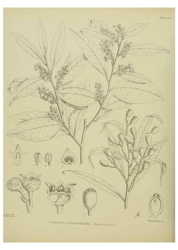 Reproducción/Reproduction 23320773793: Illustrations of the New Zealand flora /. Wellington :John Mackay, Govt. Printer,1914.