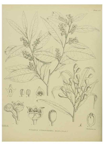Reproducción/Reproduction 23320773793: Illustrations of the New Zealand flora /. Wellington :John Mackay, Govt. Printer,1914.