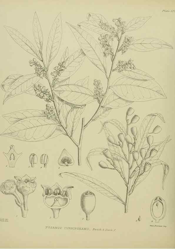 Reproducción/Reproduction 23320773793: Illustrations of the New Zealand flora /. Wellington :John Mackay, Govt. Printer,1914.