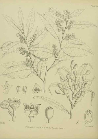 Reproducción/Reproduction 23320773793: Illustrations of the New Zealand flora /. Wellington :John Mackay, Govt. Printer,1914.