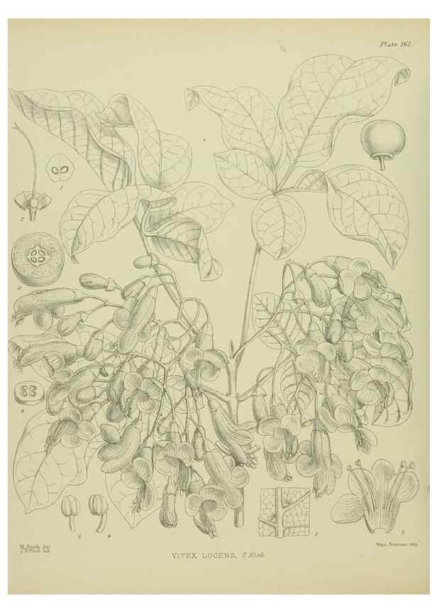 Reproducción/Reproduction 23651843720: Illustrations of the New Zealand flora /. Wellington :John Mackay, Govt. Printer,1914.