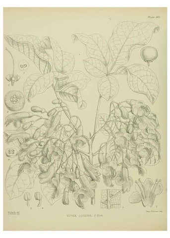 Reproducción/Reproduction 23651843720: Illustrations of the New Zealand flora /. Wellington :John Mackay, Govt. Printer,1914.