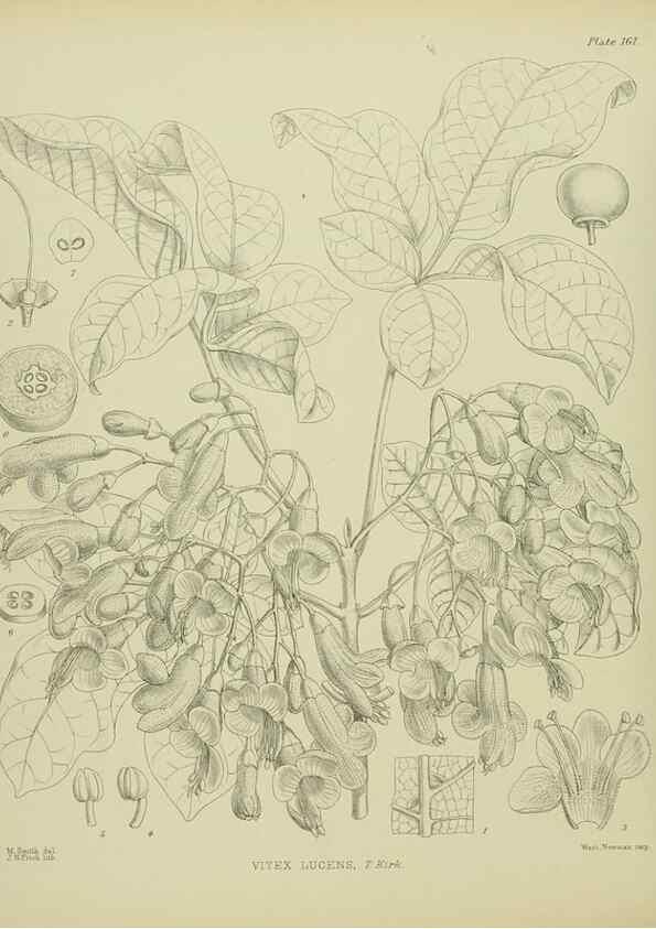 Reproducción/Reproduction 23651843720: Illustrations of the New Zealand flora /. Wellington :John Mackay, Govt. Printer,1914.