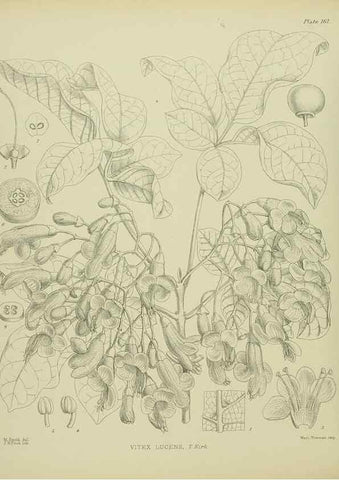 Reproducción/Reproduction 23651843720: Illustrations of the New Zealand flora /. Wellington :John Mackay, Govt. Printer,1914.