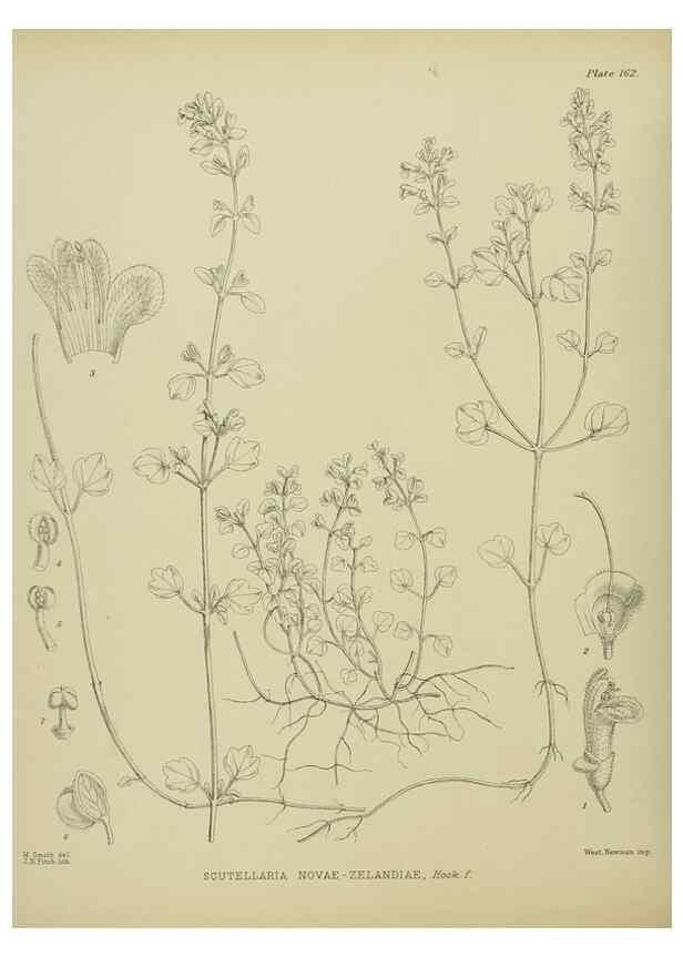 Reproducción/Reproduction 23579640039: Illustrations of the New Zealand flora /. Wellington :John Mackay, Govt. Printer,1914.