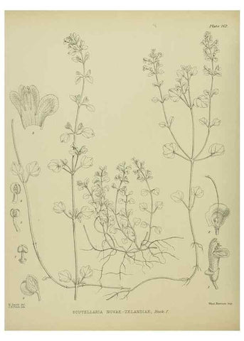 Reproducción/Reproduction 23579640039: Illustrations of the New Zealand flora /. Wellington :John Mackay, Govt. Printer,1914.