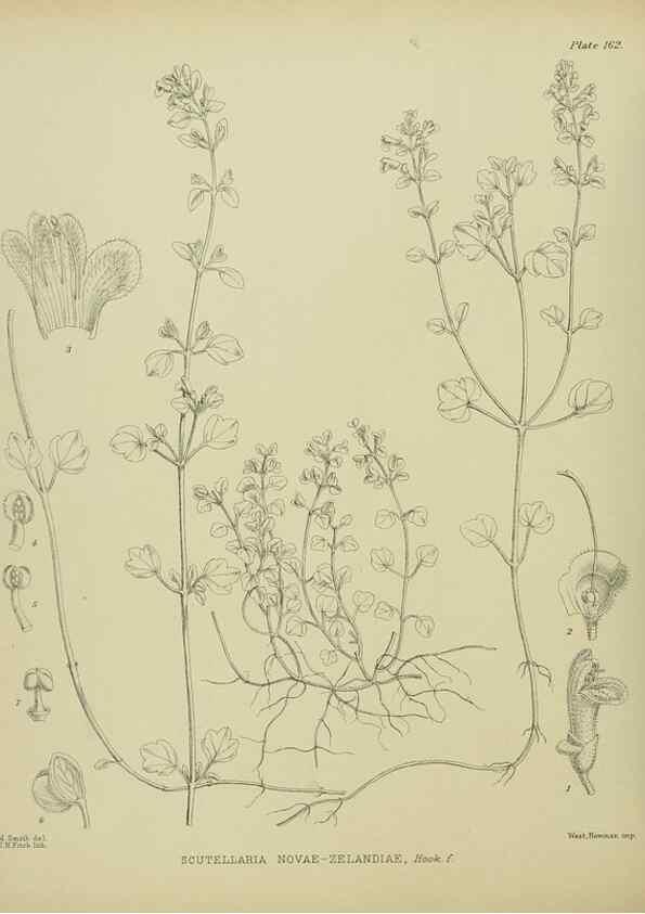 Reproducción/Reproduction 23579640039: Illustrations of the New Zealand flora /. Wellington :John Mackay, Govt. Printer,1914.