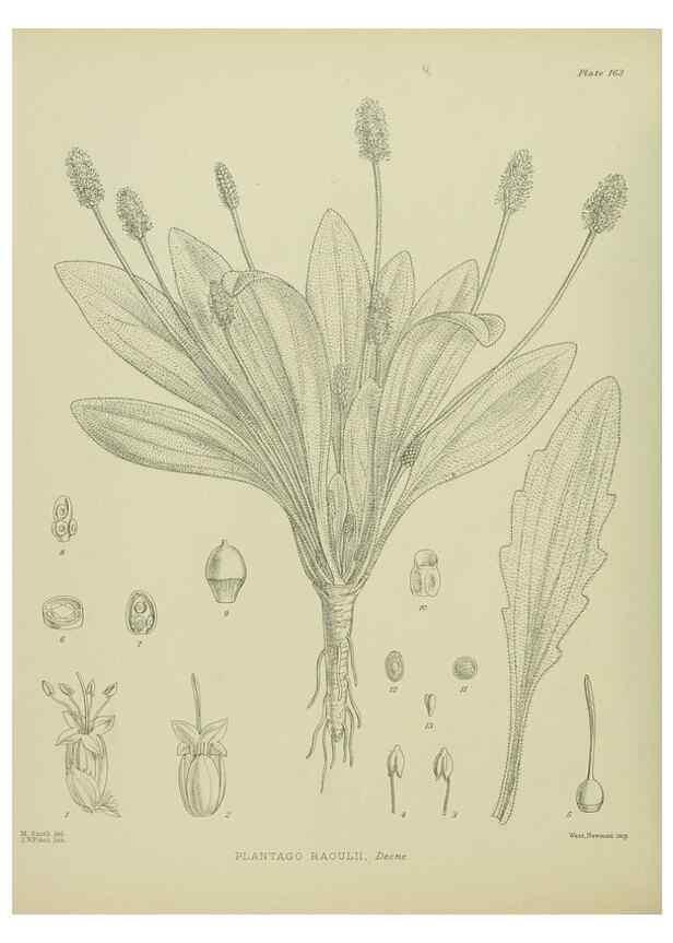Reproducción/Reproduction 23947492845: Illustrations of the New Zealand flora /. Wellington :John Mackay, Govt. Printer,1914.