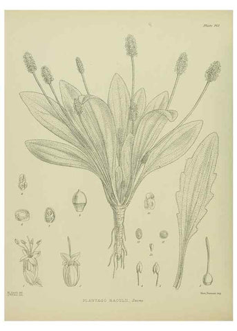 Reproducción/Reproduction 23947492845: Illustrations of the New Zealand flora /. Wellington :John Mackay, Govt. Printer,1914.