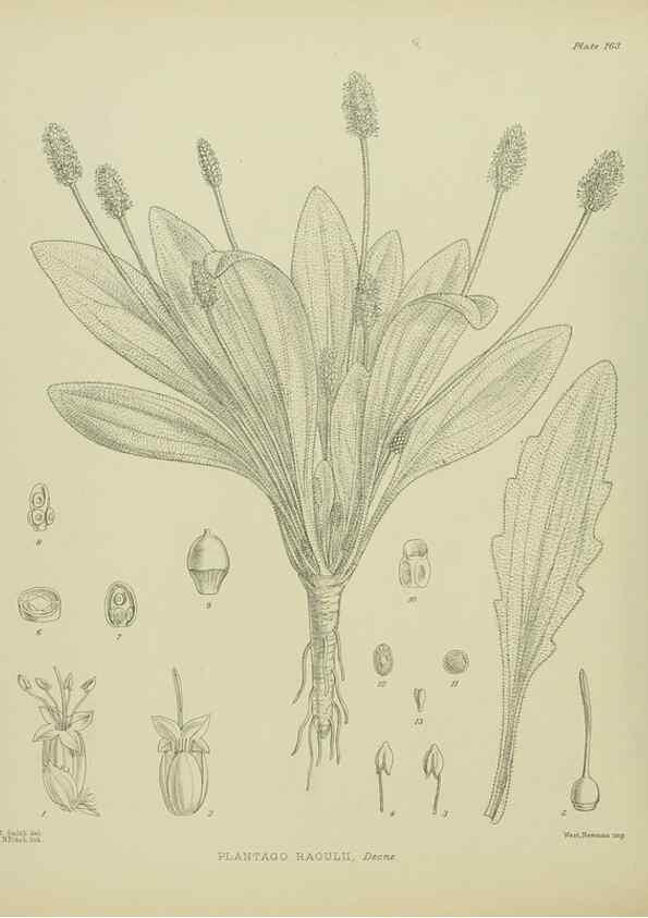 Reproducción/Reproduction 23947492845: Illustrations of the New Zealand flora /. Wellington :John Mackay, Govt. Printer,1914.