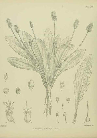Reproducción/Reproduction 23947492845: Illustrations of the New Zealand flora /. Wellington :John Mackay, Govt. Printer,1914.