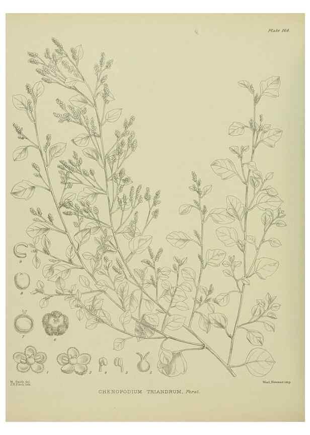 Reproducción/Reproduction 23319282534: Illustrations of the New Zealand flora /. Wellington :John Mackay, Govt. Printer,1914.