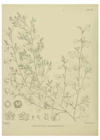 Reproducción/Reproduction 23319282534: Illustrations of the New Zealand flora /. Wellington :John Mackay, Govt. Printer,1914.