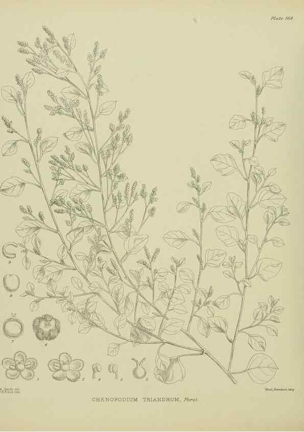 Reproducción/Reproduction 23319282534: Illustrations of the New Zealand flora /. Wellington :John Mackay, Govt. Printer,1914.