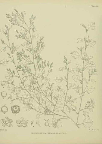 Reproducción/Reproduction 23319282534: Illustrations of the New Zealand flora /. Wellington :John Mackay, Govt. Printer,1914.