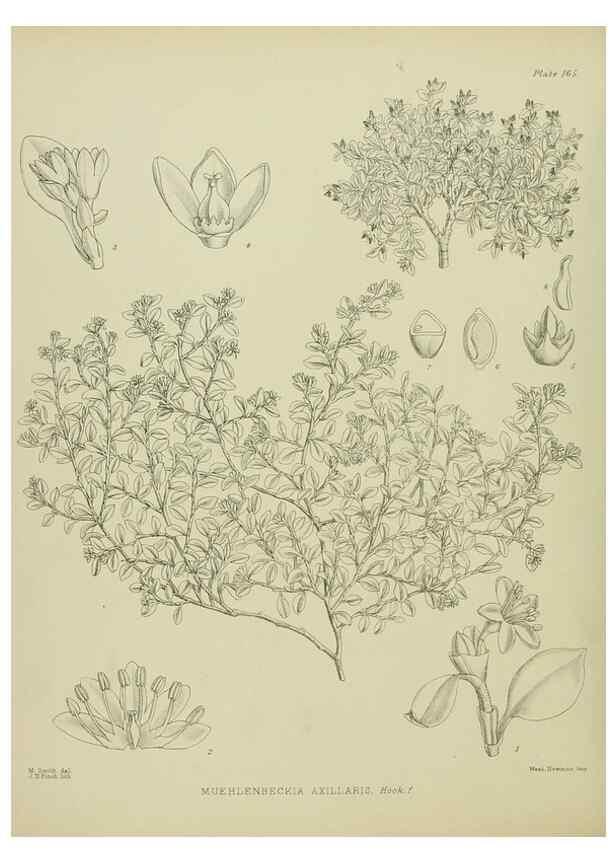 Reproducción/Reproduction 23839257382: Illustrations of the New Zealand flora /. Wellington :John Mackay, Govt. Printer,1914.