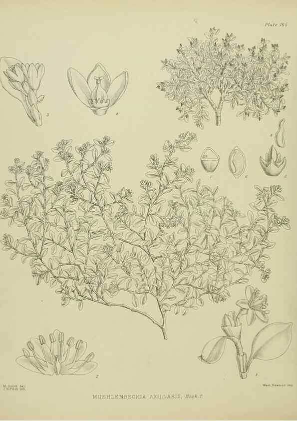 Reproducción/Reproduction 23839257382: Illustrations of the New Zealand flora /. Wellington :John Mackay, Govt. Printer,1914.