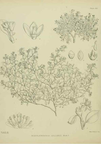 Reproducción/Reproduction 23839257382: Illustrations of the New Zealand flora /. Wellington :John Mackay, Govt. Printer,1914.