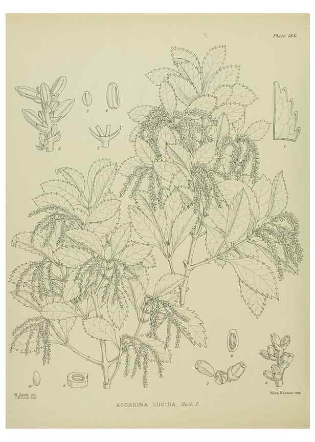 Reproducción/Reproduction 23579650009: Illustrations of the New Zealand flora /. Wellington :John Mackay, Govt. Printer,1914.