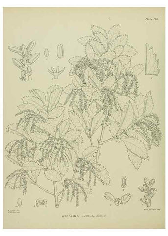 Reproducción/Reproduction 23579650009: Illustrations of the New Zealand flora /. Wellington :John Mackay, Govt. Printer,1914.