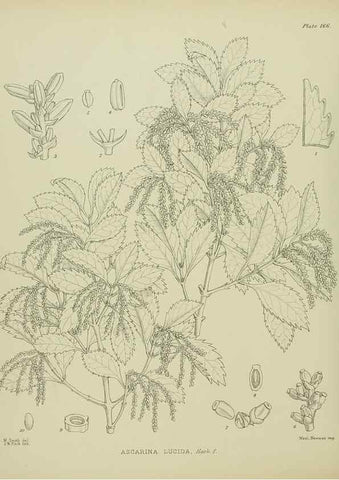 Reproducción/Reproduction 23579650009: Illustrations of the New Zealand flora /. Wellington :John Mackay, Govt. Printer,1914.