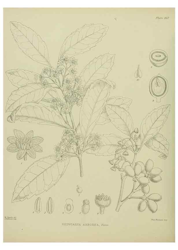 Reproducción/Reproduction 23947503405: Illustrations of the New Zealand flora /. Wellington :John Mackay, Govt. Printer,1914.