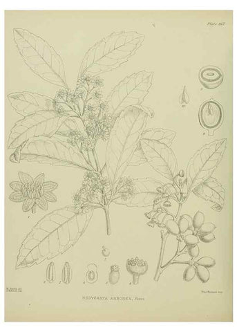 Reproducción/Reproduction 23947503405: Illustrations of the New Zealand flora /. Wellington :John Mackay, Govt. Printer,1914.
