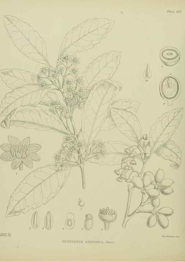 Reproducción/Reproduction 23947503405: Illustrations of the New Zealand flora /. Wellington :John Mackay, Govt. Printer,1914.