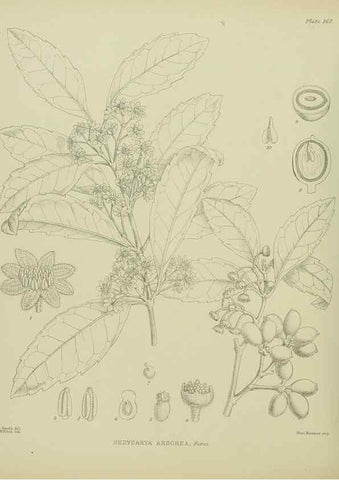 Reproducción/Reproduction 23947503405: Illustrations of the New Zealand flora /. Wellington :John Mackay, Govt. Printer,1914.