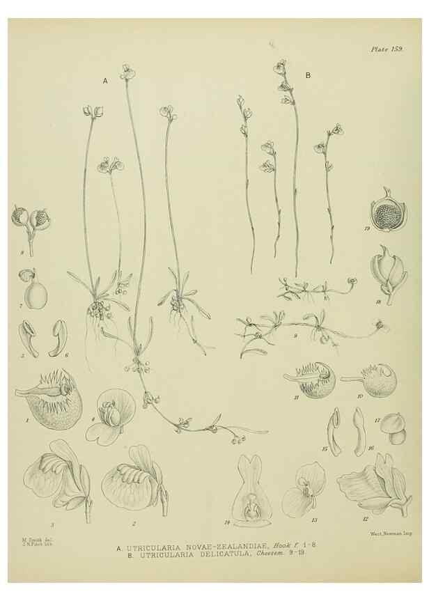 Reproducción/Reproduction 23651837890: Illustrations of the New Zealand flora /. Wellington :John Mackay, Govt. Printer,1914.